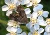 Anthophila fabriciana